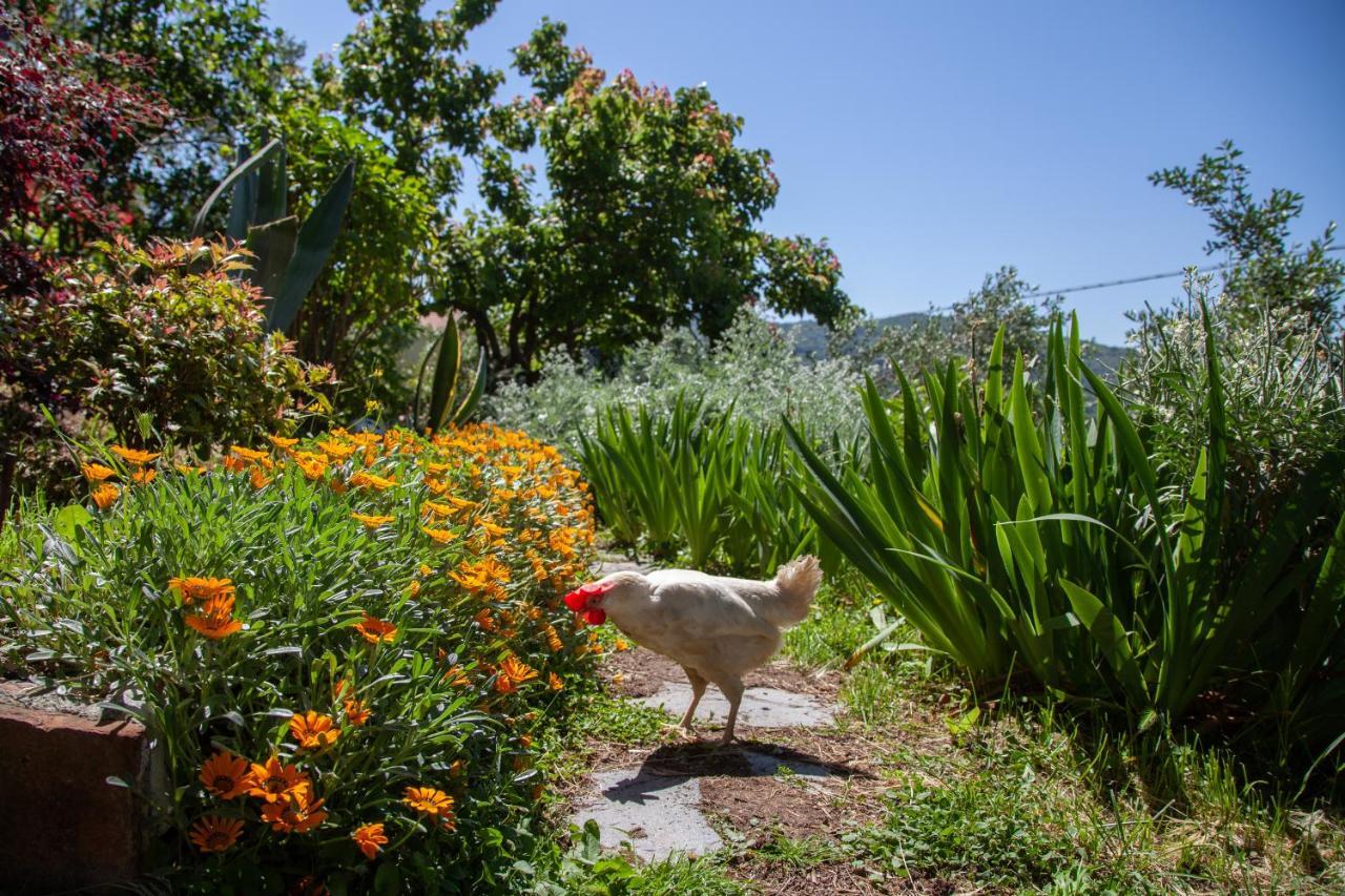 Pietrantica - Affittacamere Con Giardino Nuova Apertura A Trebiano -Citr Extérieur photo